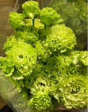 將圖片載入圖庫檢視器 Eustoma 70cm 375yen/pcs 80pcs
