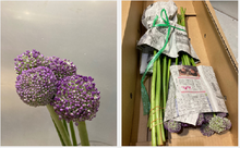 Load image into Gallery viewer, Allium Giganteum 70cm 165yen/pcs 100pcs
