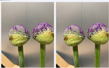 Load image into Gallery viewer, Allium Giganteum 70cm 165yen/pcs 100pcs
