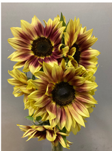 将图片加载到图库查看器，Helianthus annuus  70cm 150yen(FOB)/pcs  120pcs
