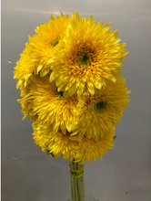将图片加载到图库查看器，Helianthus annuus  70cm 150yen(FOB)/pcs  120pcs
