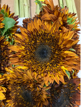 将图片加载到图库查看器，Helianthus annuus  70cm 150yen(FOB)/pcs  120pcs
