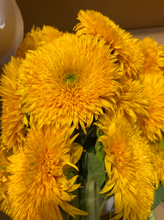 将图片加载到图库查看器，Helianthus annuus  70cm 150yen(FOB)/pcs  120pcs
