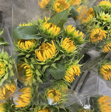 将图片加载到图库查看器，Helianthus annuus  70cm 150yen(FOB)/pcs  120pcs
