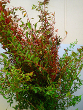이미지를 갤러리 뷰어에 로드 , Spiraea thunbergii Green/Red (Paint)   90cm 120yen/pcs 100pcs
