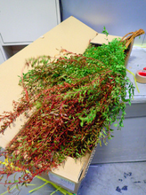 이미지를 갤러리 뷰어에 로드 , Spiraea thunbergii Green/Red (Paint)   90cm 120yen/pcs 100pcs
