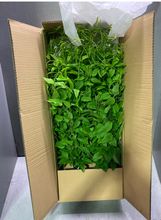 將圖片載入圖庫檢視器 Stemona japonica70-80cm 215yen/pcs 100pcs
