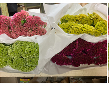 Load image into Gallery viewer, Celosia argentea 80cm 225yen/pcs(FOB) 100pcs

