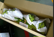Load image into Gallery viewer, Celosia argentea 80cm 225yen/pcs(FOB) 100pcs
