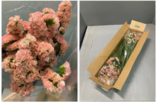 Load image into Gallery viewer, Limonium sinuatum  40cm 3-4Flowers  160pcs @75yen(FOB)
