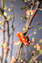 将图片加载到图库查看器，CNY/LNY2025 Chaenomeles speciosa &#39;Akane&#39; 120cm 200yen/pcs 100pcs
