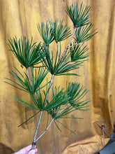 이미지를 갤러리 뷰어에 로드 , Sciadopitys verticillata 70cm 50pcs 415yen(FOB)
