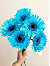 Load image into Gallery viewer, Gerbera Dyed 50cm 80pcs ＠190yen(FOB)/pcs
