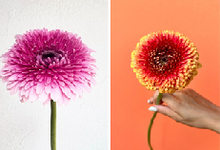 Load image into Gallery viewer, Gerbera form Matsushita Engei 40-50cm 300pcs @100yen(FOB)
