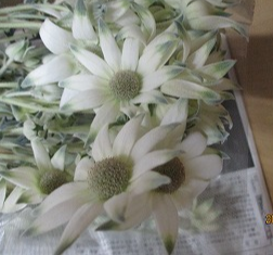 Actinotus helianthi (2F)50m  315yen/pcs(FOB) 60pcs