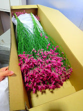 이미지를 갤러리 뷰어에 로드 , Limonium sinense 75cm  190yen/pcs(FOB)  40pcs
