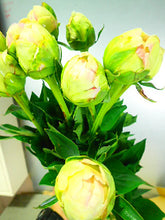 将图片加载到图库查看器，Paeonia lactiflora  Kaguyahime 80cm 260yen/pcs  90pcs
