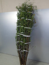 Load image into Gallery viewer, Rosa multiflora Green 125cm 440yen/pcs 30pcs

