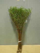 이미지를 갤러리 뷰어에 로드 , CNY/LNY2025 Spiraea thunbergii   70cm 160yen/pcs 100pcs
