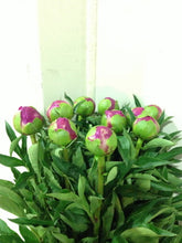 Load image into Gallery viewer, Paeonia lactiflora  Grower Miyuki standard Variates  70cm 160yen/pcs  100pcs
