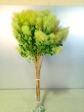 이미지를 갤러리 뷰어에 로드 , Cotinus Coggygria White 115cm 1125yen/pcs 10pcs
