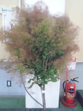 将图片加载到图库查看器，Cotinus Coggygria Earyfar 100cm 775yen/pcs 10pcs
