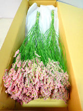 将图片加载到图库查看器，Limonium sinense 75cm  190yen/pcs(FOB)  40pcs
