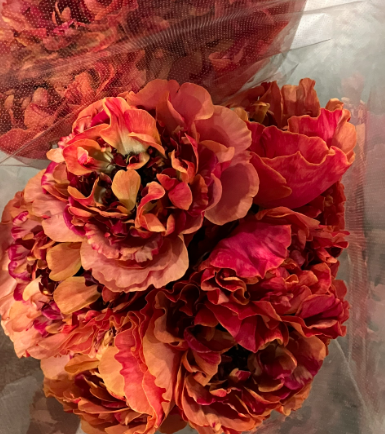 CNY/LNY2026 Ranunculus   Charlotte  (Carno)  500yen/pcs 200pcs