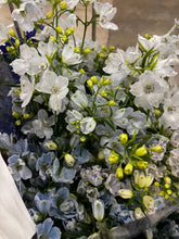 將圖片載入圖庫檢視器 Delphinium grandiflorum Spray 60cm 190yen/pcs 150pcs
