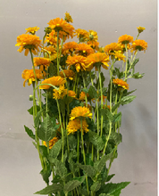 이미지를 갤러리 뷰어에 로드 , Heliopsis Sunburst 80cm 100yen(FOB)  100pcs
