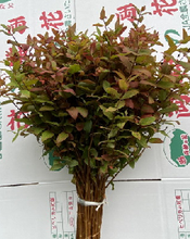 이미지를 갤러리 뷰어에 로드 , Hypericum Autumn color (natural) 90cm 275yen/pcs 50pcs
