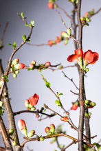 将图片加载到图库查看器，CNY/LNY2025 Chaenomeles speciosa &#39;Akane&#39; 120cm 200yen/pcs 100pcs
