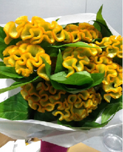 이미지를 갤러리 뷰어에 로드 , Celosia argentea 80cm 190yen/pcs(FOB) 50pcs
