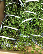 Load image into Gallery viewer, Rosa multiflora Green 125cm 440yen/pcs 30pcs
