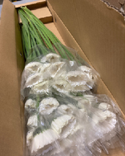 Load image into Gallery viewer, Gerbera form Hainan 50cm 300pcs @100yen(FOB)
