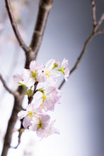 이미지를 갤러리 뷰어에 로드 , CNY/LNY2025 Prunus Cherry Blossom 165cm 1070yen/pcs 10pcs
