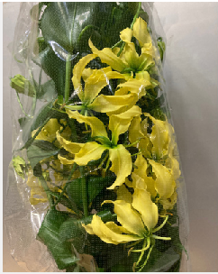 Gloriosa 