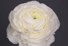 將圖片載入圖庫檢視器 Ranunculus 60-70cm 525yen/pcs 50pcs (Rhone) White
