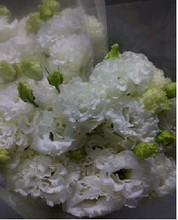 将图片加载到图库查看器，Eustoma 80cm 3 flowerup 275yen/pcs 60pcs
