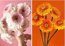 Load image into Gallery viewer, Gerbera form Matsushita Engei 40-50cm 300pcs @100yen(FOB)
