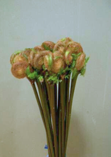 Load image into Gallery viewer, Osmunda　japonica 60-70cm 50yen/pcs 1000pcs
