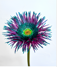 Load image into Gallery viewer, Gerbera Dyed 50cm 80pcs ＠190yen(FOB)/pcs
