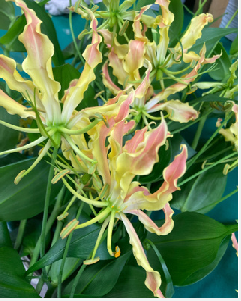 Gloriosa 