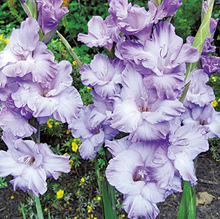 이미지를 갤러리 뷰어에 로드 , Gladiolus  Purple 100cm 150yen/pcs(FOB)   100pcs/box
