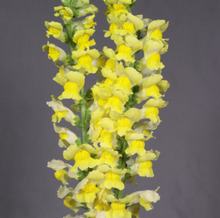 Load image into Gallery viewer, Antirrhinum majus　EX 100cm 275yen/pcs(FOB)  30pcs
