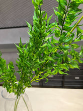 이미지를 갤러리 뷰어에 로드 , Preserved Ruscus Flesh Green 50-70cm   725yen(FOB)  3-4stems/pck
