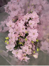 將圖片載入圖庫檢視器 Delphinium grandiflorum Spray 70cm 225yen/pcs 80pcs

