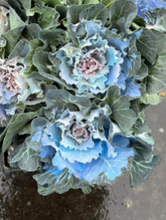Load image into Gallery viewer, Brassica oleracea var. acephala　”Raffle Vanilla” Dyed 60cm  @225yen(FOB)  40pcs
