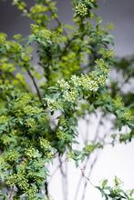 Load image into Gallery viewer, Spiraea cantoniensis 110cm 80pcs  275yen/pcs
