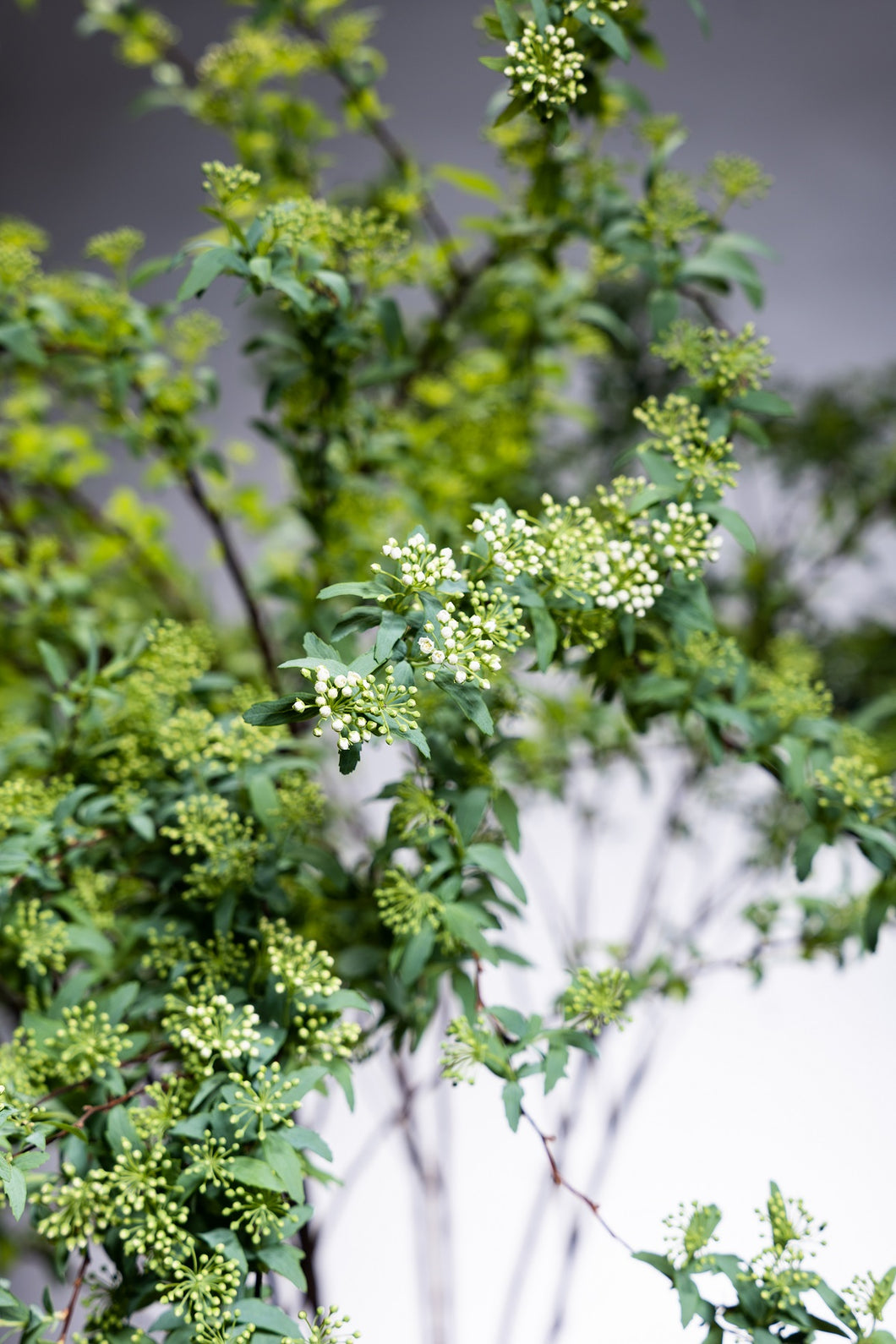 Spiraea cantoniensis 110cm 80pcs  275yen/pcs